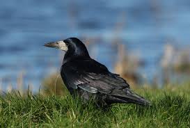 Attēlu rezultāti vaicājumam “Corvus frugilegus adult”