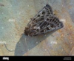 Attēlu rezultāti vaicājumam “Tholera decimalis male”