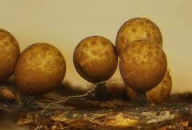 Attēlu rezultāti vaicājumam “Trichia ambigua”