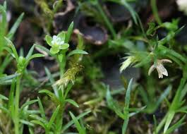Attēlu rezultāti vaicājumam “Sagina procumbens fruit”