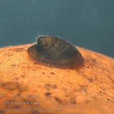 Attēlu rezultāti vaicājumam “Ancylus fluviatilis”