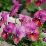 Attēlu rezultāti vaicājumam “Viola x williamsii”