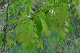 Attēlu rezultāti vaicājumam “Quercus rubra leaf”