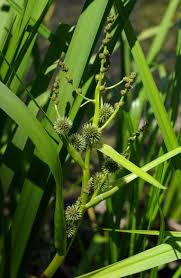 Attēlu rezultāti vaicājumam “Sparganium minimum”