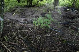 Attēlu rezultāti vaicājumam “Lycogala irregulare young”