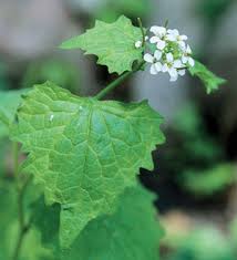 Image result for Alliaria petiolata