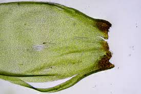 Attēlu rezultāti vaicājumam “Pleurozium schreberi sporophyte”