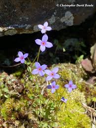 Attēlu rezultāti vaicājumam “Heyderia pusilla”