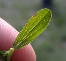 Attēlu rezultāti vaicājumam “Hypericum perforatum bud”