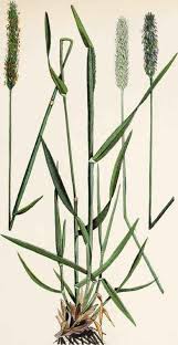 Attēlu rezultāti vaicājumam “Alopecurus pratensis flower”