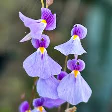 Attēlu rezultāti vaicājumam “Utricularia minor flower”