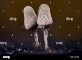 Attēlu rezultāti vaicājumam “Oligonema sp.”