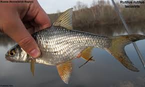 Image result for Rutilus caspicus