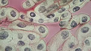 Attēlu rezultāti vaicājumam “Polytrichastrum pallidisetum cells”