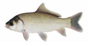 Image result for Ictiobus bubalus