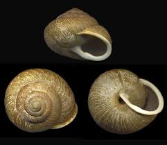 Attēlu rezultāti vaicājumam “Alloeotomus sp.”