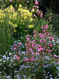 Attēlu rezultāti vaicājumam “Silene dioica flower”