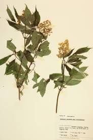 Attēlu rezultāti vaicājumam “Adoxaceae”