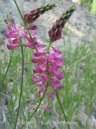 Image result for Onobrychis viciifolia