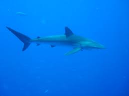 Image result for Carcharhinus falciformis