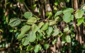 Attēlu rezultāti vaicājumam “Corylus avellana leaf”