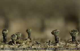 Attēlu rezultāti vaicājumam “Calicium adspersum”