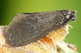 Attēlu rezultāti vaicājumam “Proutia betulina larva”