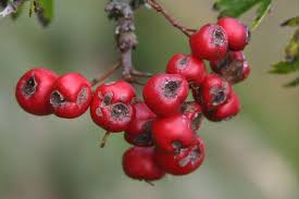 Attēlu rezultāti vaicājumam “Crataegus monogyna fruit”