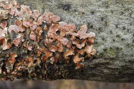 Attēlu rezultāti vaicājumam “Peniophora rufa”