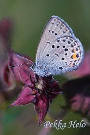 Attēlu rezultāti vaicājumam “Vacciniina optilete”