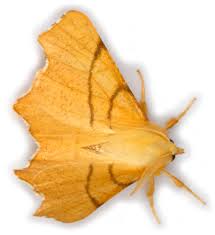 Attēlu rezultāti vaicājumam “Ennomos erosaria”