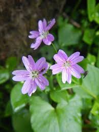 Attēlu rezultāti vaicājumam “Claytonia sibirica”