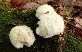 Attēlu rezultāti vaicājumam “Postia ptychogaster”