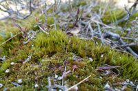 Attēlu rezultāti vaicājumam “Dicranum undulatum”