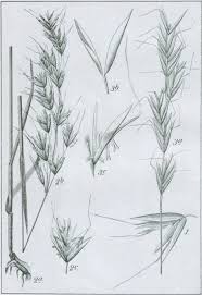 Attēlu rezultāti vaicājumam “Helictotrichon pubescens”