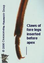 Attēlu rezultāti vaicājumam “Gerridae imago”