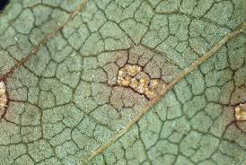 Attēlu rezultāti vaicājumam “Pucciniales”