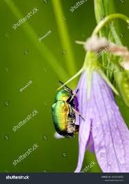 Attēlu rezultāti vaicājumam “Cryptocephalus aureolus, Cryptocephalus sericeus”