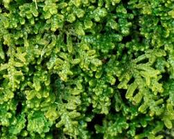 Attēlu rezultāti vaicājumam “Lepidozia reptans”