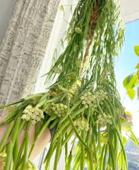 Image result for Alonsoa linearis