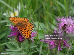 Attēlu rezultāti vaicājumam “Clossiana selene underside”