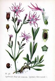 Image result for Lychnis flos-cuculi