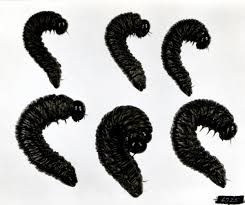 Attēlu rezultāti vaicājumam “Pamphiliidae”