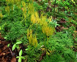 Attēlu rezultāti vaicājumam “Lycopodiaceae”