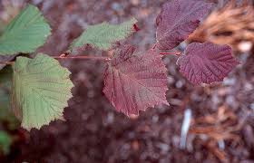 Attēlu rezultāti vaicājumam “Corylus avellana leaf”
