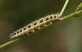 Attēlu rezultāti vaicājumam “Pieris brassicae larva”