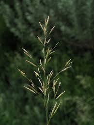 Attēlu rezultāti vaicājumam “Bromopsis inermis”