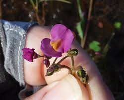 Attēlu rezultāti vaicājumam “Lentibulariaceae”