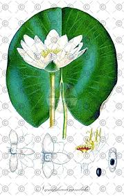 Attēlu rezultāti vaicājumam “Nymphaea candida leaf”