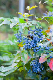 Attēlu rezultāti vaicājumam “Mahonia aquifolium fruit”
